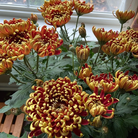 hongchen829